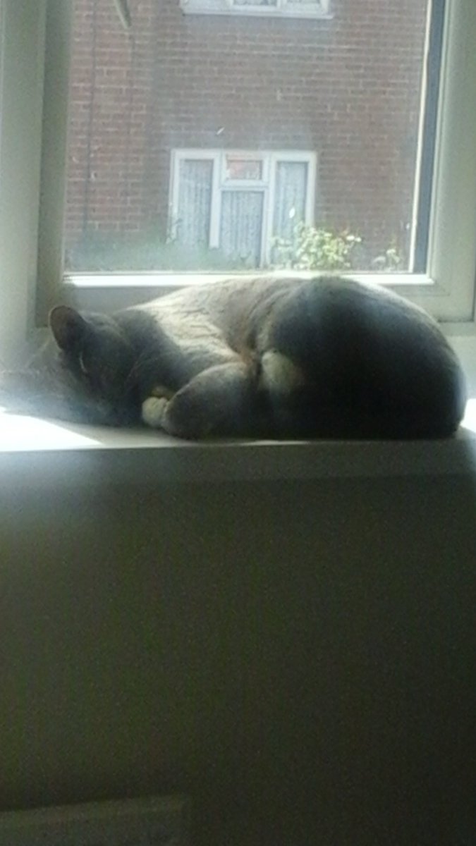 YourLittleDevil's tweet photo. Here he is snoozing up at the window 😍 https://t.co/UxXsIMuB13