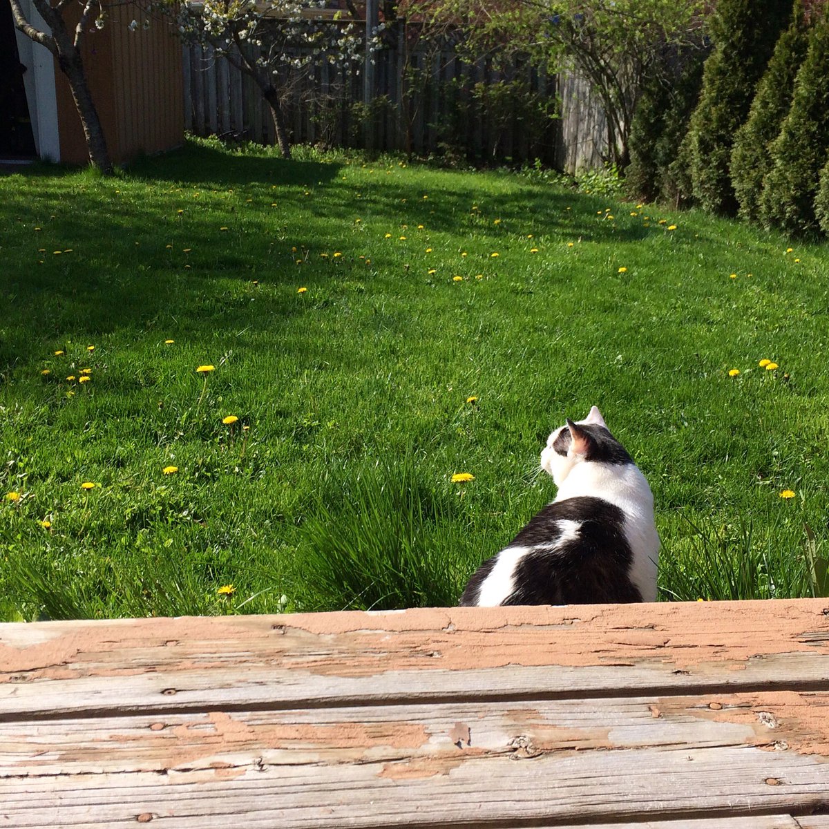 HouseofFuzz's tweet image. Summer time is here 🌸 #happyvictoriaday to all my FuzZy Friends 🇨🇦#cats