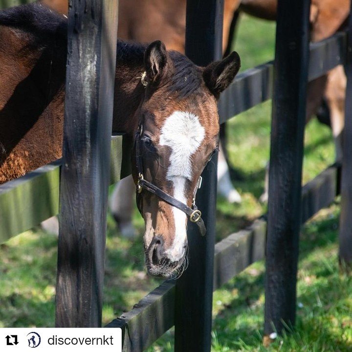 This is one of the many reasons we love Newmarket 😍🐎🐴 #Repost <a href="/discovernkt/">DiscoverNKT</a> 
Meet this curious chap at The National Stud! Why not book a tour &amp; head to <a href="/thenationalstud/">Keet</a> to meet the cute foals!
#DiscoverNKT #NationalStudTour #SpringTime #PicOfTheDay #HomeOfHorseracing