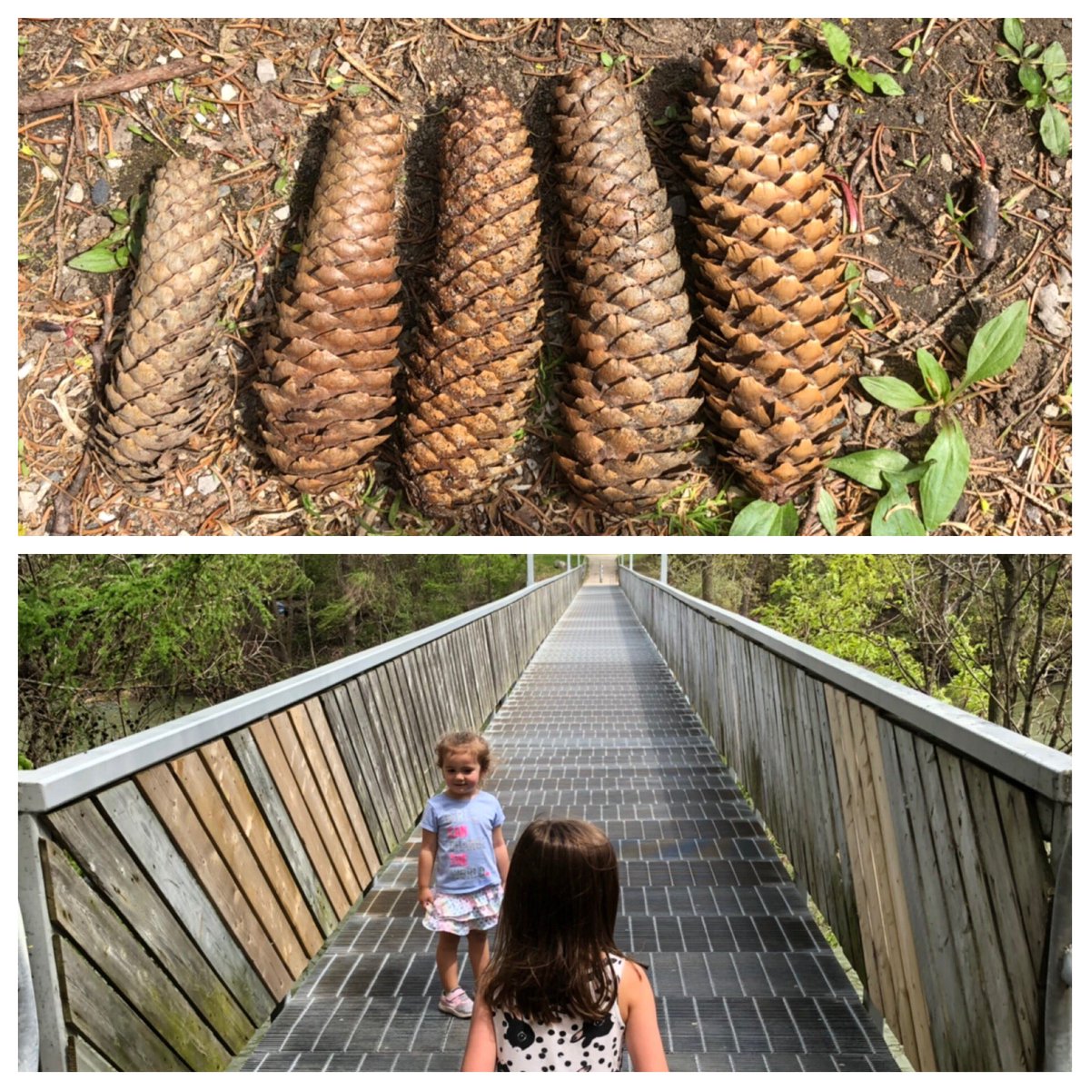 MrsHughes13's tweet image. Perfect day for a math trail around lake lodger. Ordering pine cones and counting how many steps it will take to get across the bridge. #familytime #mathtrail #matheverywhere #kindergarten #tillsonburg