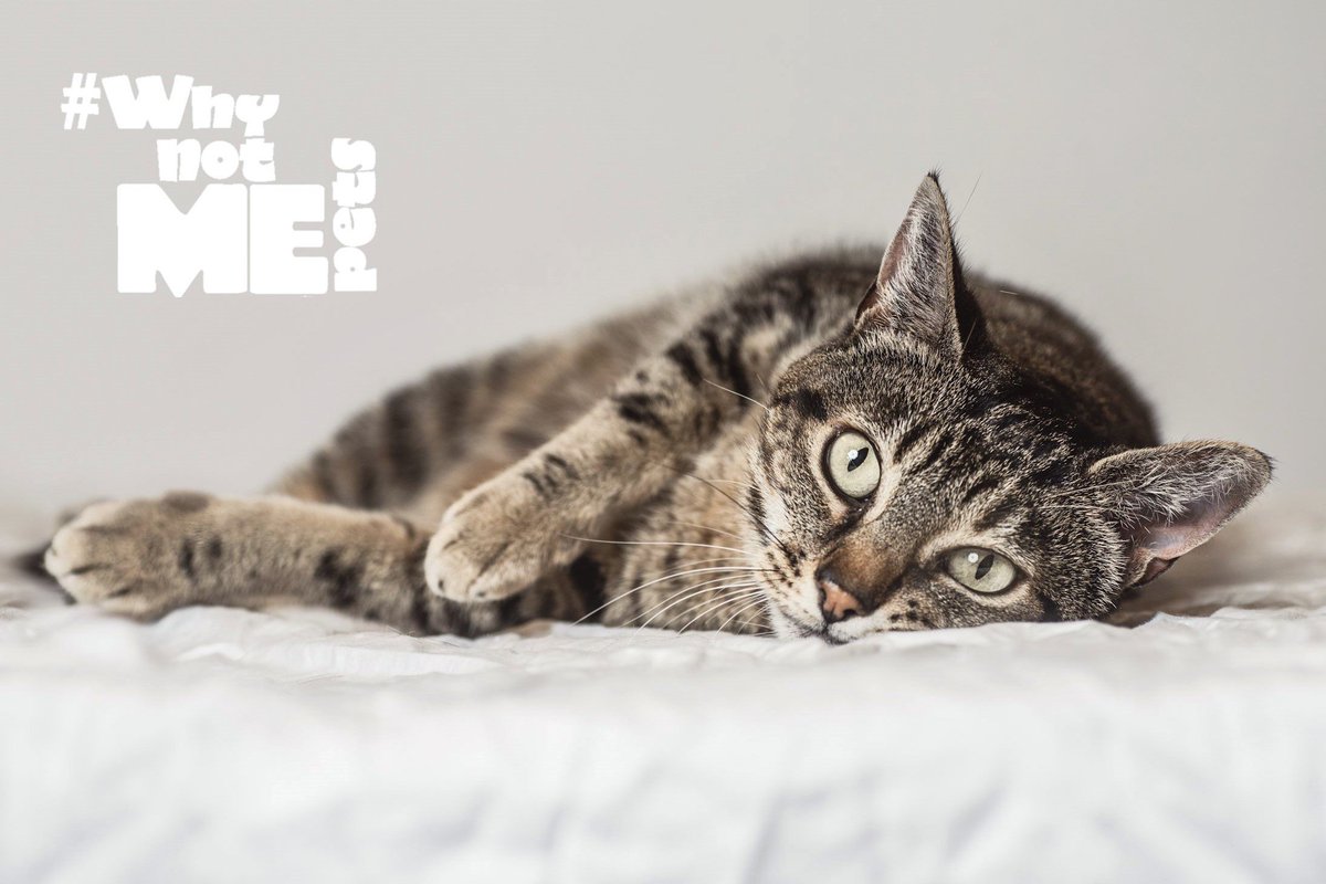 PawsitiveAllian's tweet photo. Today is #AdoptRushDay! 5/19/19 marks 8 years that Rush has been awaiting her forever home. Let's help not have to wonder Why Not ME any longer. Sweet Rush is available for adoption and being cared for by @Pasados #WhynotRush #WhynotMEpets #adopt
https://t.co/KmLWCdIoW2 https://t.co/uGfpZtoIyN