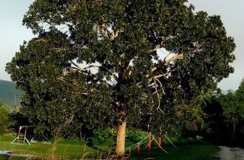 studyinbelize's tweet photo. Did you know that the #MahoganyTree is the national tree of Belize & is one of the magnificent giants of the Belize rainforest. This majestic tree formed the basis of Belize's economy in the 18th and 19th centuries and can be found on our #CoatofArms. #knowbelize #studyabroad https://t.co/JdIFtL6BTC