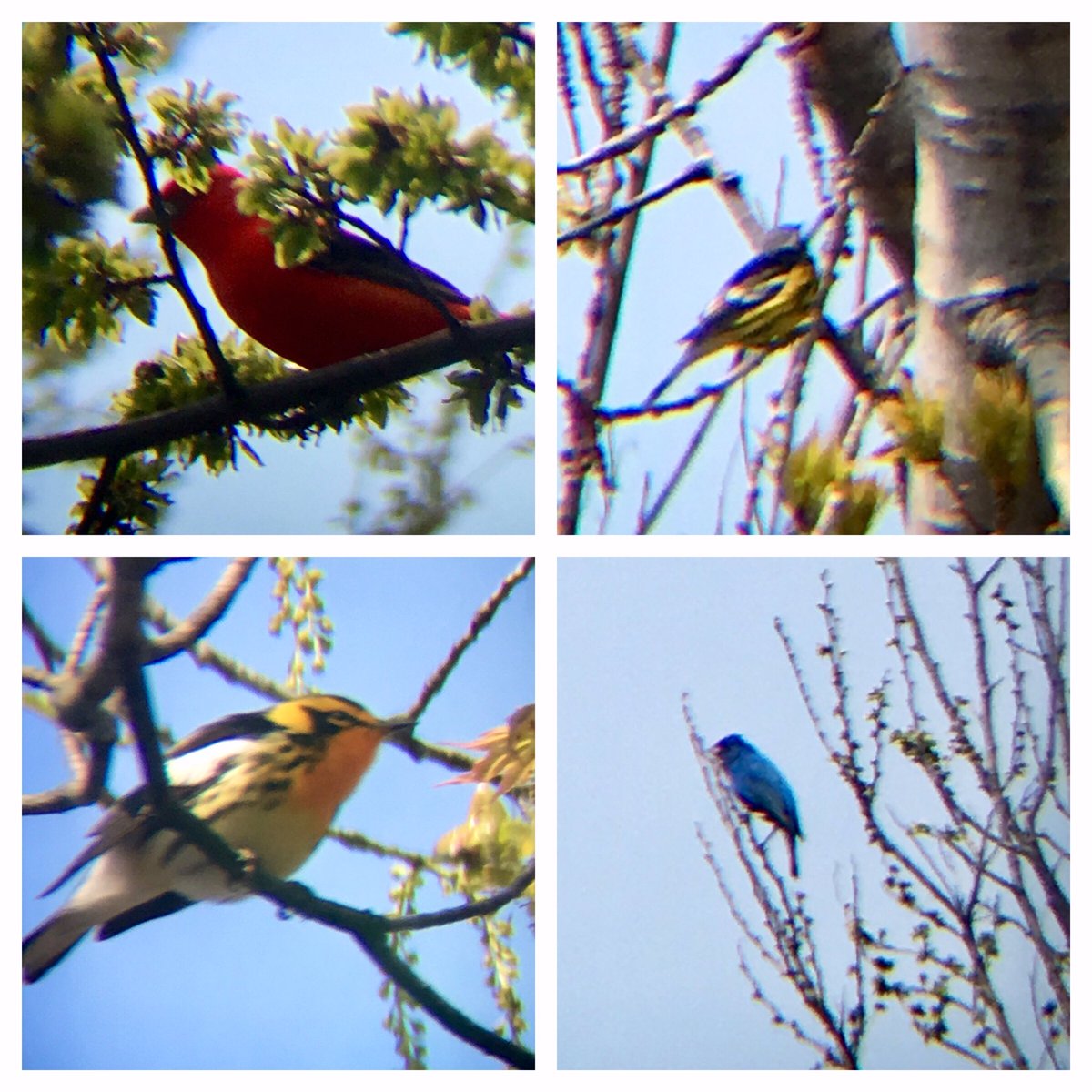 Beautiful sights (and not great quality photos!) at Ontario Place this morning | Scarlet tanager, magnolia warbler, blackburnian warbler, and an indigo bunting   #BirdsofToronto