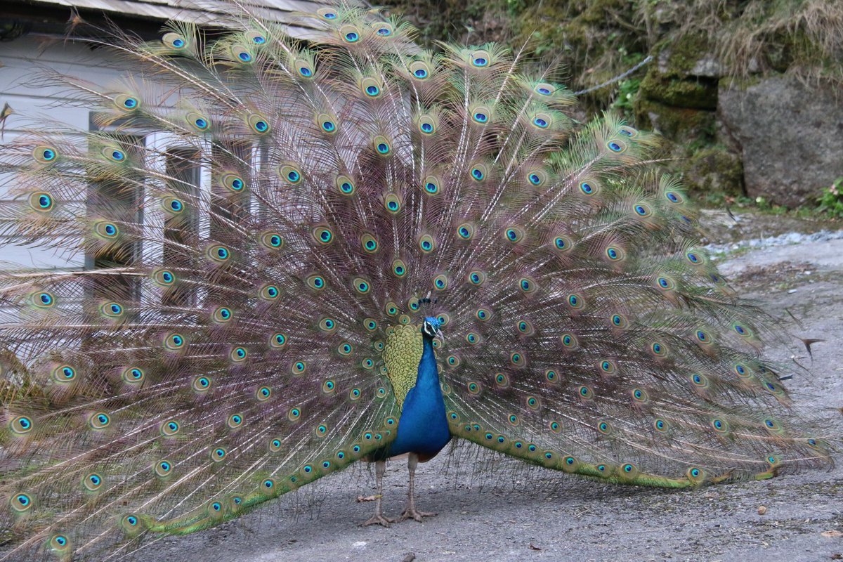⁦@BBCCountryfile⁩ This picture was taken in March on Dartmoor