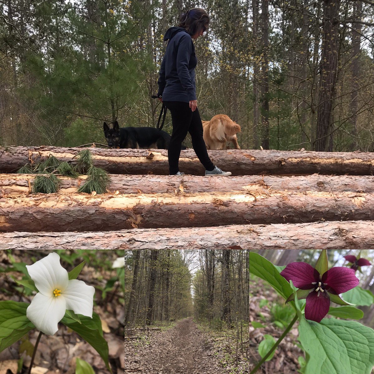 brandy_rafeek's tweet photo. The forest was extra beautiful today!Things are finally really coming alive! #EssaTownship #SimcoeCountyForests https://t.co/MUdSsWQhZe