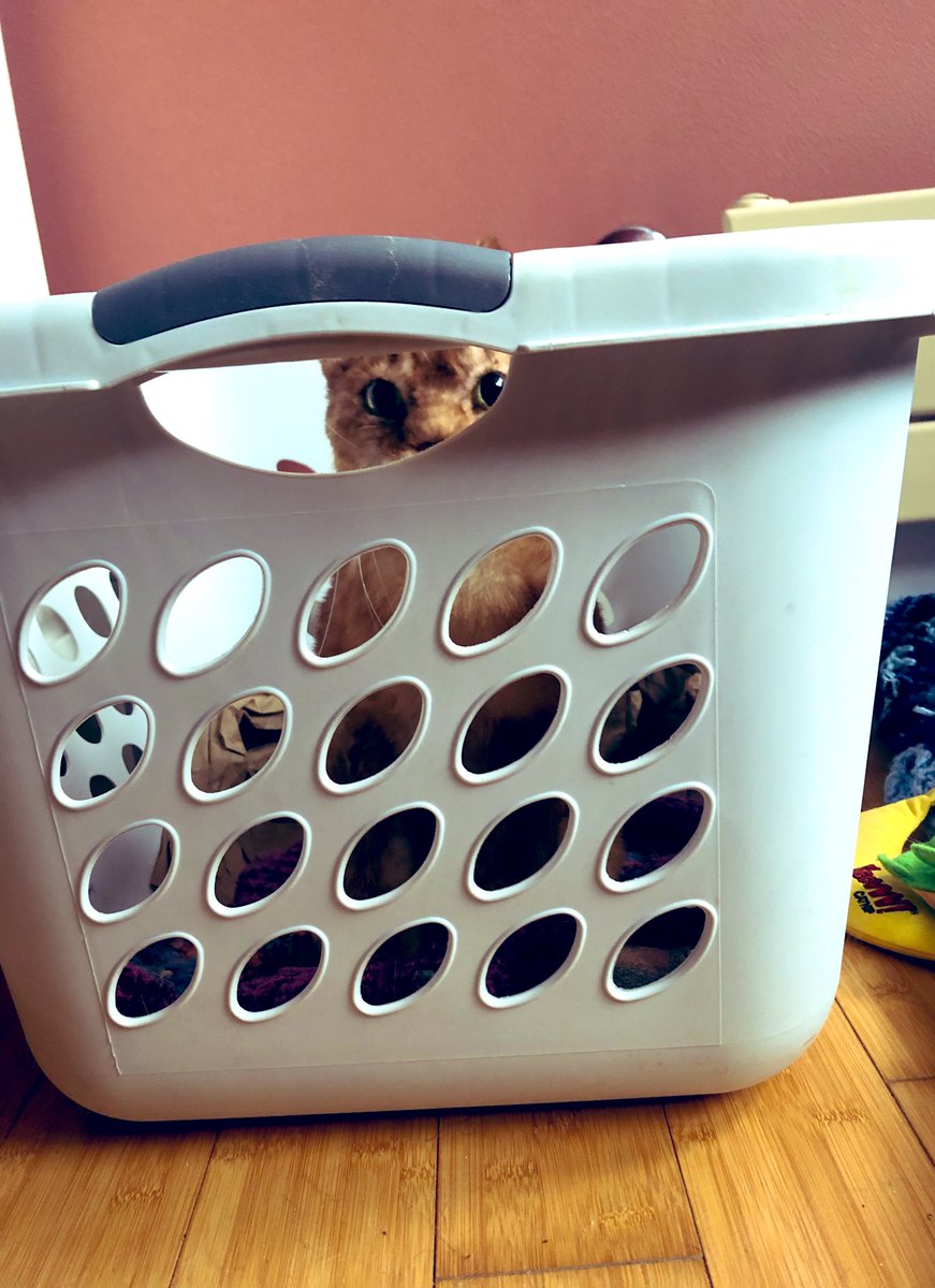 LoMeowChenko's tweet photo. #SendBail https://t.co/4rnYu13gOh