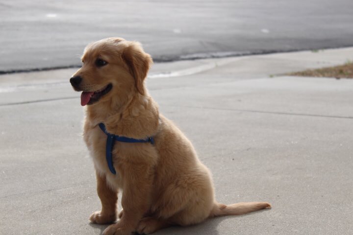 hannah_graceeec's tweet photo. meet mylo, the biggest crackhead i’ve ever met https://t.co/pXM8mVAhG9