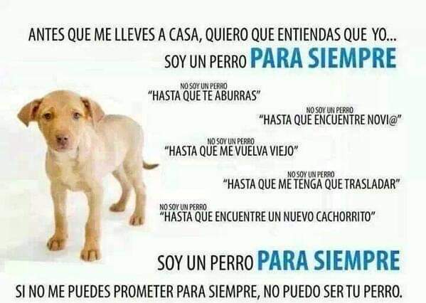 PaulaBachi's tweet image. Si no me puedes #prometer para siempre no soy tu #perro #AdoptaNoCompres #unperroesparasiempre