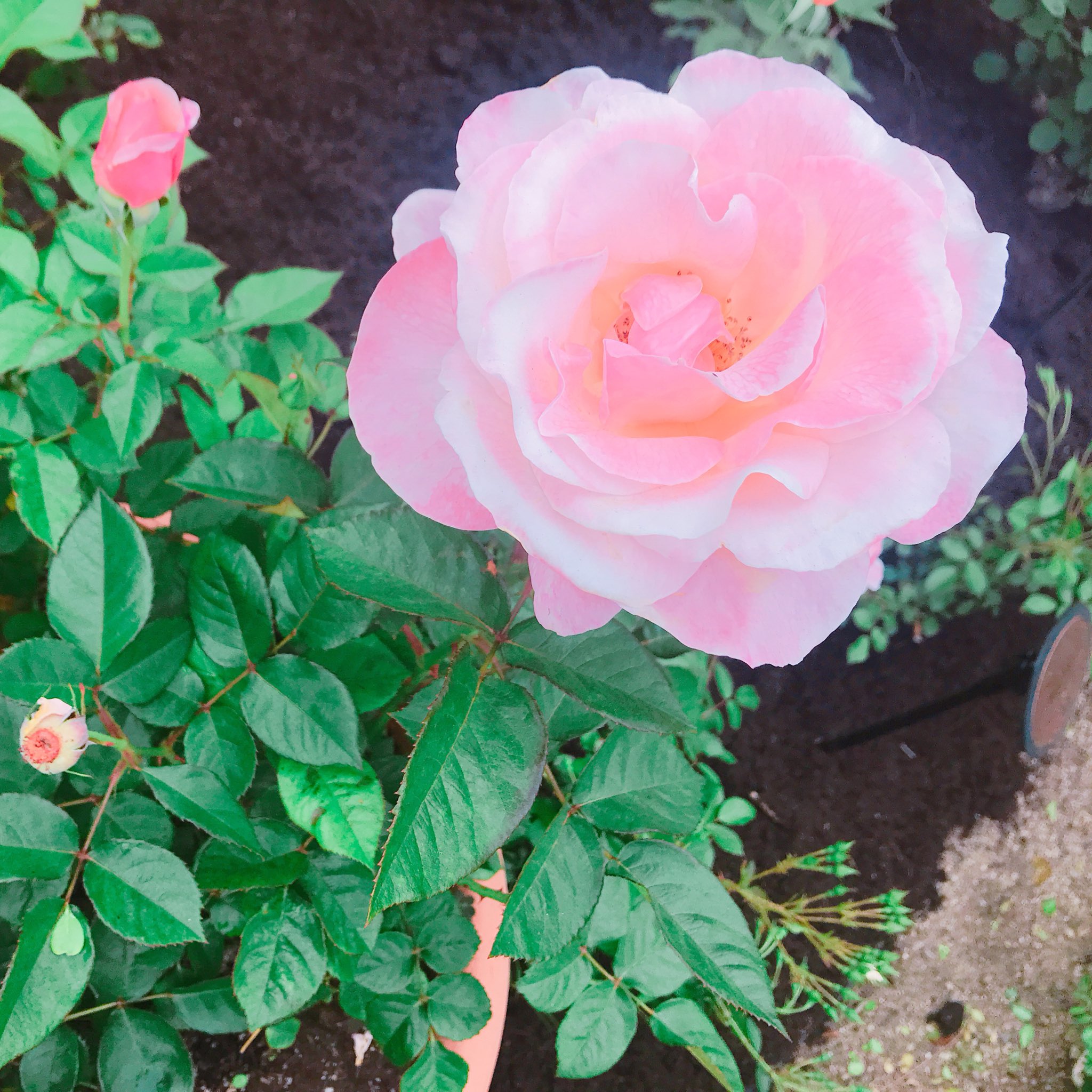 チコ Twitterissa 薔薇の花の名前も一緒に 1 2枚目はオードリーヘップバーン 3枚目はイエローサブマリン 4枚目はテキーラサンライズ どれもぴったり T Co Arenl101zw Twitter