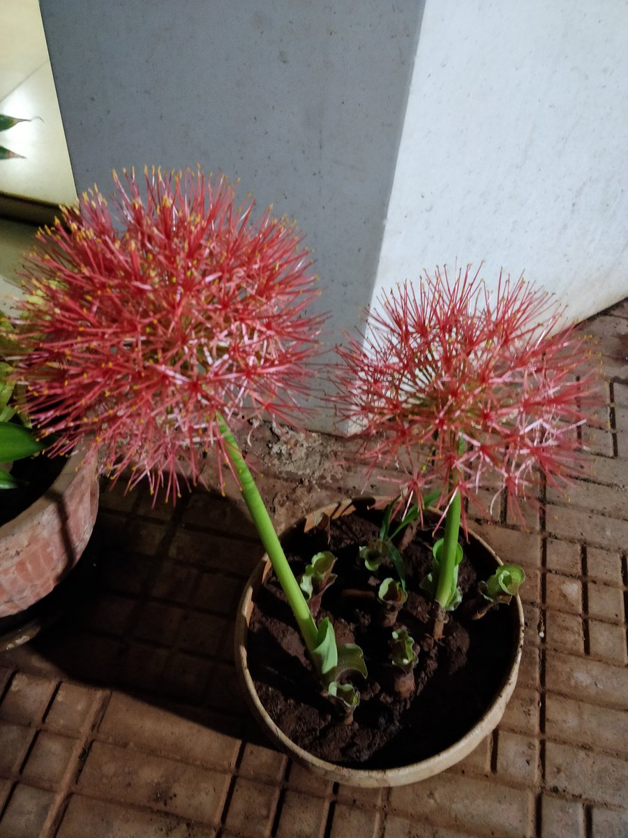 #scadoxusmultiflorus #red #colorsofbharat  #Flowers #sunday