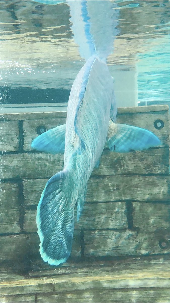 とぅる 綺麗 水 魚 綺麗な魚 美しい 水色 写真