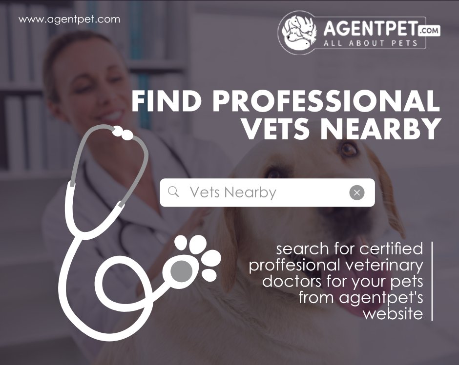 agentpetdotcom's tweet image. Your Pet is not OK? Don't worry go to Agentpet.com and Find a Vet Nearby

#AgentPet #BuyandSell #PetEngage#PetEngagement #PetAccessories#PetFood #PetRelocation#PetAdoption #FindPetShop#FindVetshop #PetTravell#InternationalPetTravel #PakistaniPets#Animals