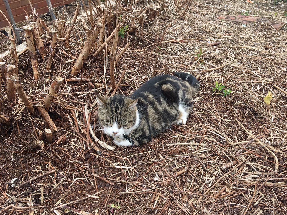 Louise Rigglesford tweet media