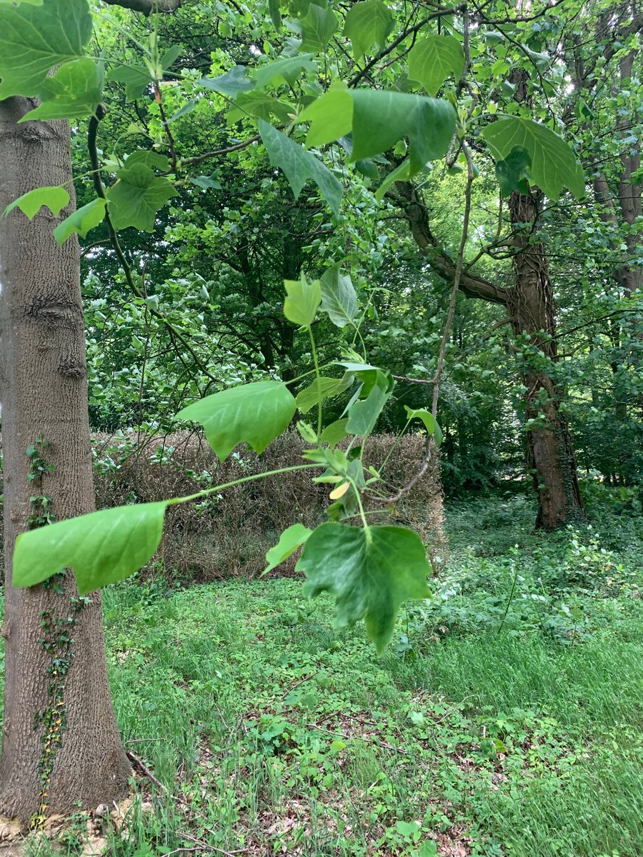 Arend Jan Boekestijn tweet media
