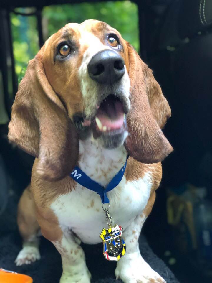My first 5K and a medal winner!! #Athlete #BassetLife #5K #ParticipationAward @ChesapeakeK9
