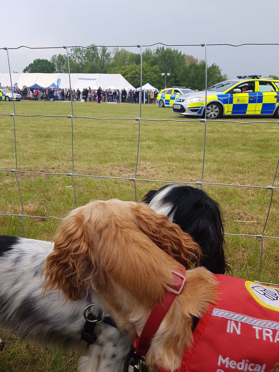 I think Lola and Archie would rather be police dogs! 😂