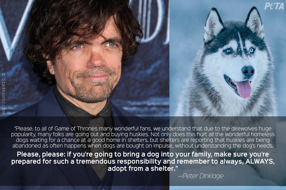 peta's tweet photo. The show may be ending, but this important message will always remain true.

Peter Dinklage wants #GameOfThrones fans to STOP buying huskies. #GOT https://t.co/ELJQrjUNB5