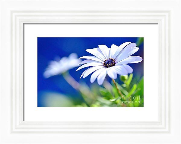 KayeMenner's tweet photo. #Happy #White #Daisy 2- #Blue Bokeh  Framed #Print by Kaye Menner https://t.co/k1j5zG8ttR https://t.co/szFL94gfwL