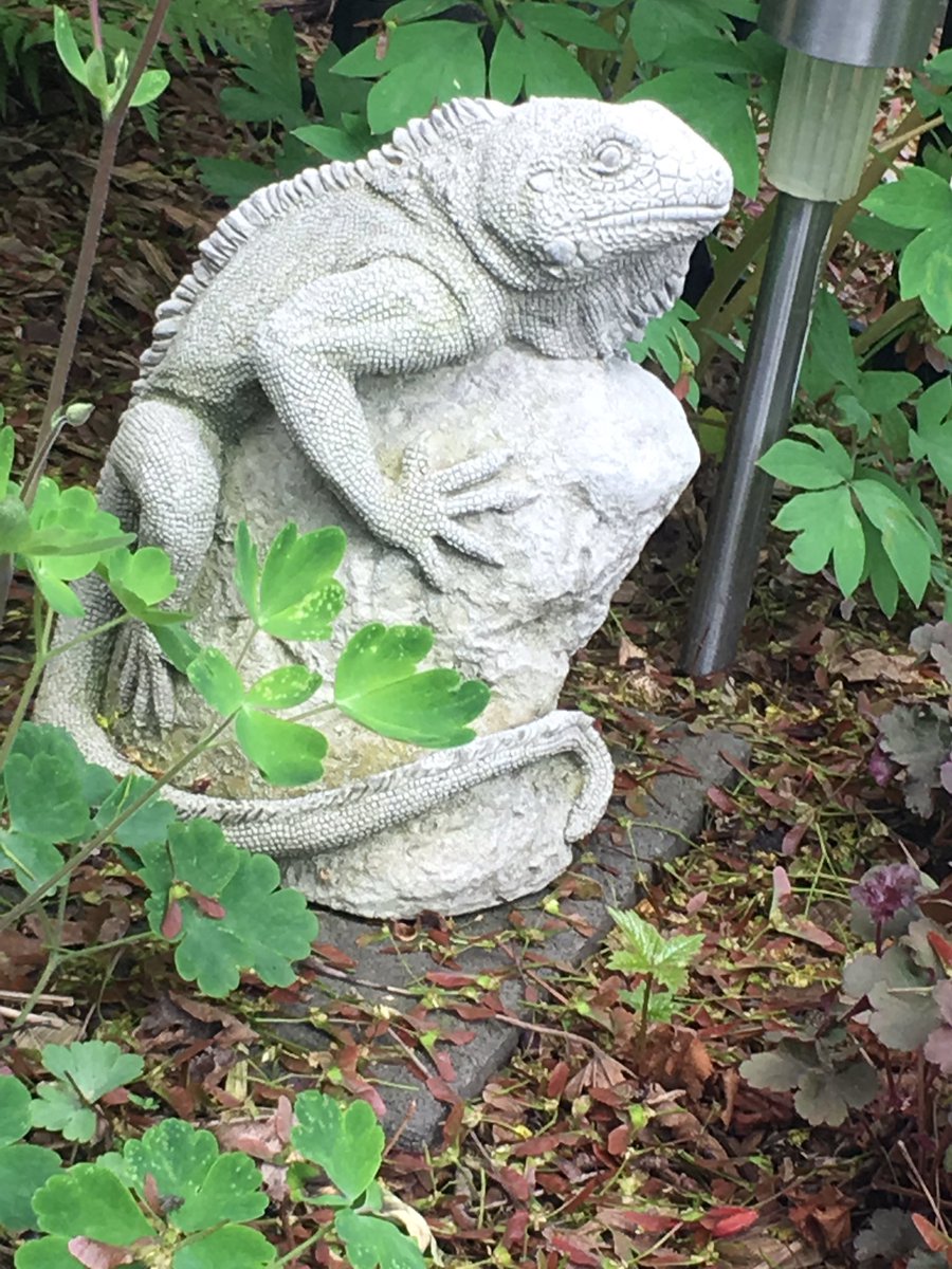 GreenThumbGirls's tweet image. @flamingobonez My Iguana. His name is Icarus 😬 He’s stoned. #LizardLizard