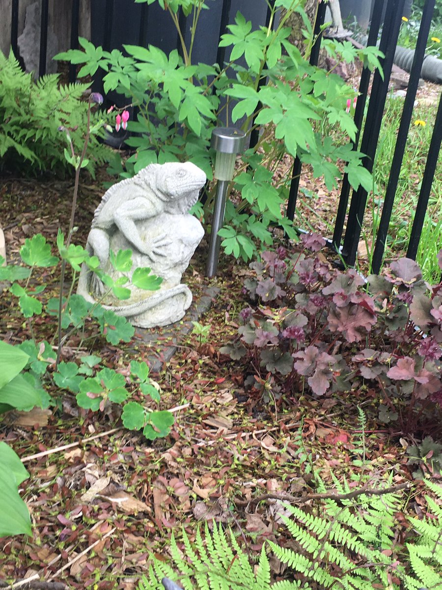 GreenThumbGirls's tweet image. @flamingobonez My Iguana. His name is Icarus 😬 He’s stoned. #LizardLizard