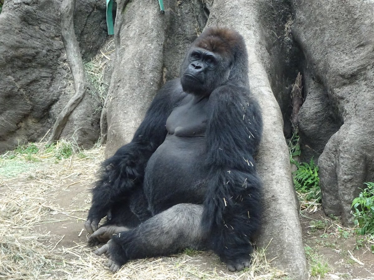 ぱち Ar Twitter ぬいぐるみか 本物です 上野動物園 ゴリラ ニシゴリラ ニシローランドゴリラ ハオコ