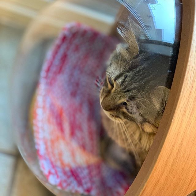BuntsBiscuits's tweet photo. πΆ This is Ground Control to Major Cat πΆ #siberiancat #catspaceship #bubblecat https://t.co/fTV8YcbFv5