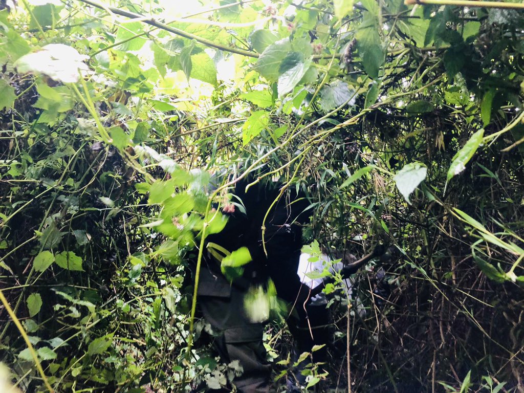 JennyOhlssons's tweet photo. Great day w gorillas but trekking was not a walk in the park! First photo shows my perspective trying not to lose sight of the back of Hon @onduhungirehe &amp; get lost, so there were some exciting challenges of mud &amp; vegetation. 😂However, the amazing trackers made the trip success! https://t.co/BWKJgU4Hxt