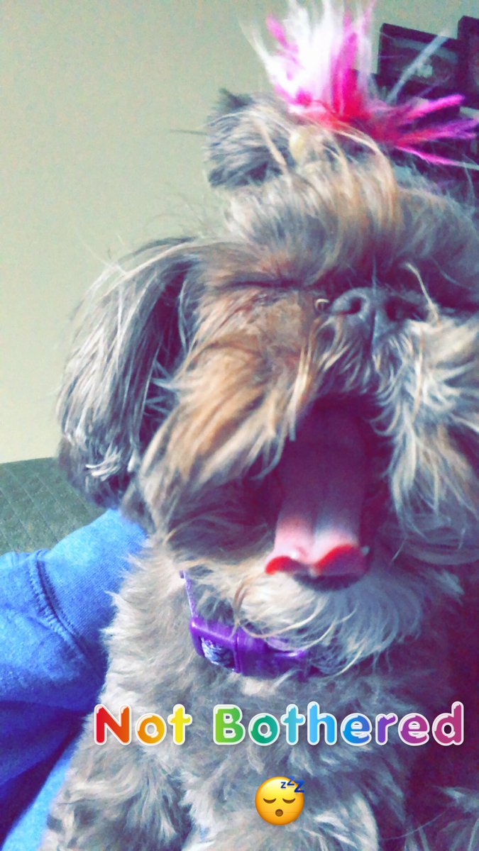 angelajulius74's tweet image. Snookie &amp;amp; I are on the same page when it comes to @jamescharles @GlamLifeGuru @JeffreeStar  #NotBothered