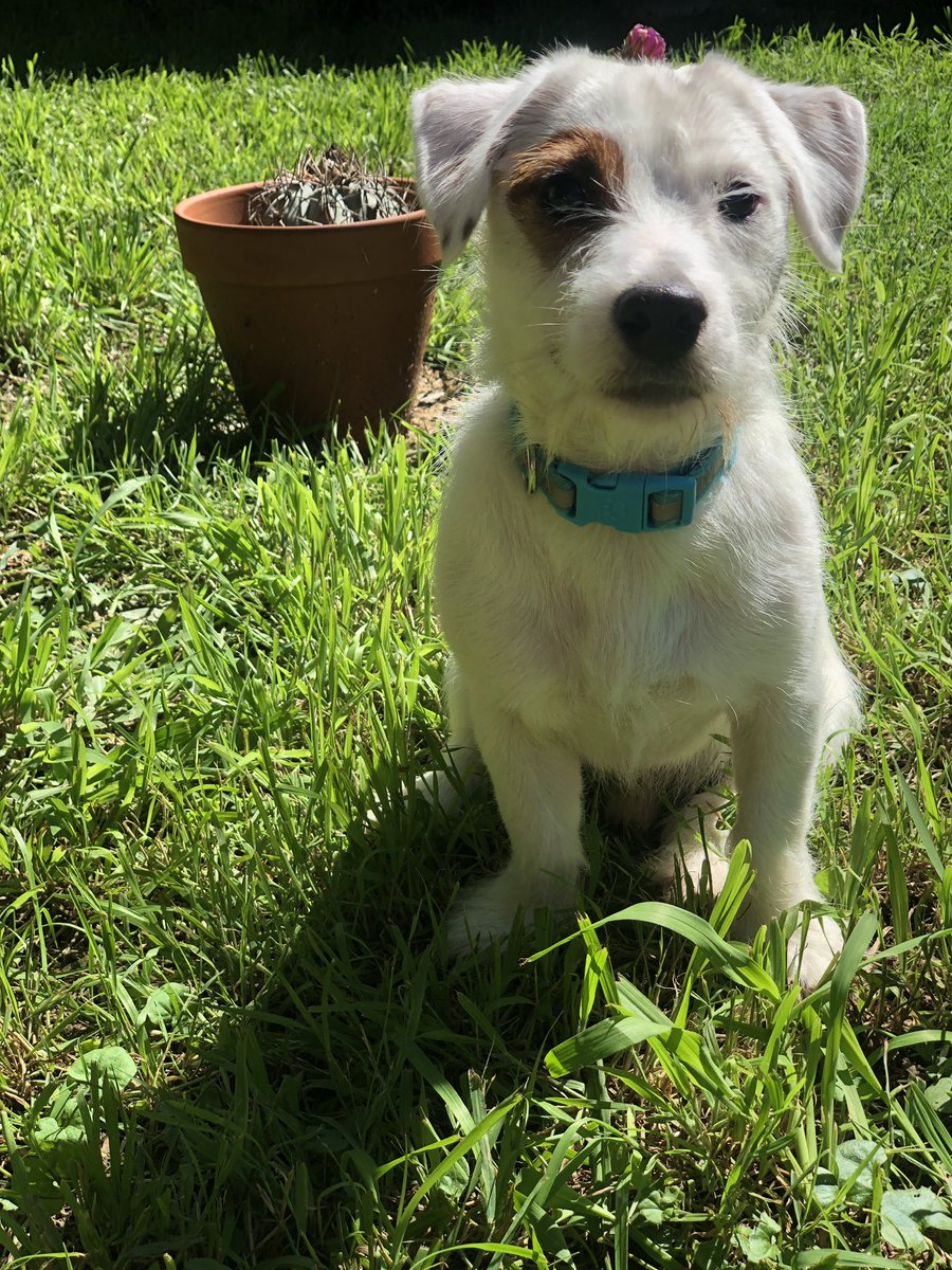 Rocket_The_JRT's tweet photo. Don’t forget to stop and smell the flowers today! 🌸#stopandsmelltheflowers #sundayfunday #DogsofTwitter #doggo #dogs #flowers https://t.co/CBbIC2FeCE