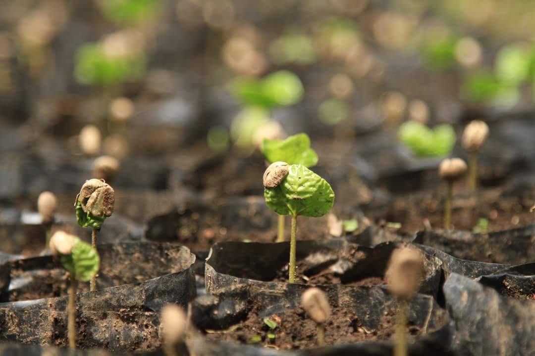 Hallo coffeelover, if you want to know more about coffee plants you can watch here: youtube.com/channel/UCgCn4…
Please subscribe and RT :)
#coffee  #coffeelover #kopi #arabicacoffee #robustacoffee #coffeeorigin #specialtycoffee #photography #video #education