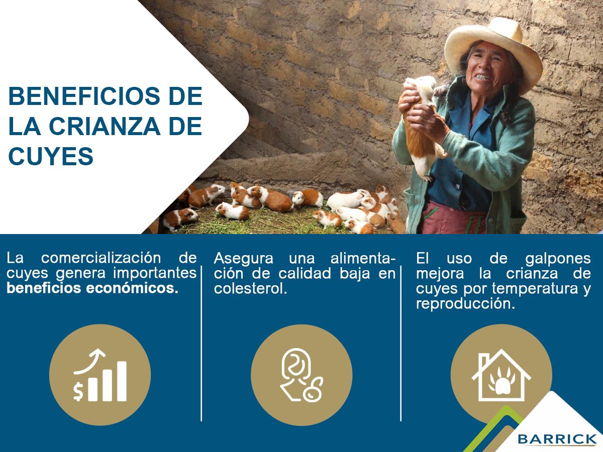 barrickperu's tweet photo. Como parte de nuestro compromiso con las comunidades de las zonas de influencia,entregamos más de 7 mil cuyes y se construyeron más de 400 galpones para su crianza y cuidado. Conoce los beneficios de éstos: #CumpliendoCompromisos #LagunasNorte https://t.co/GPt8syDGNj