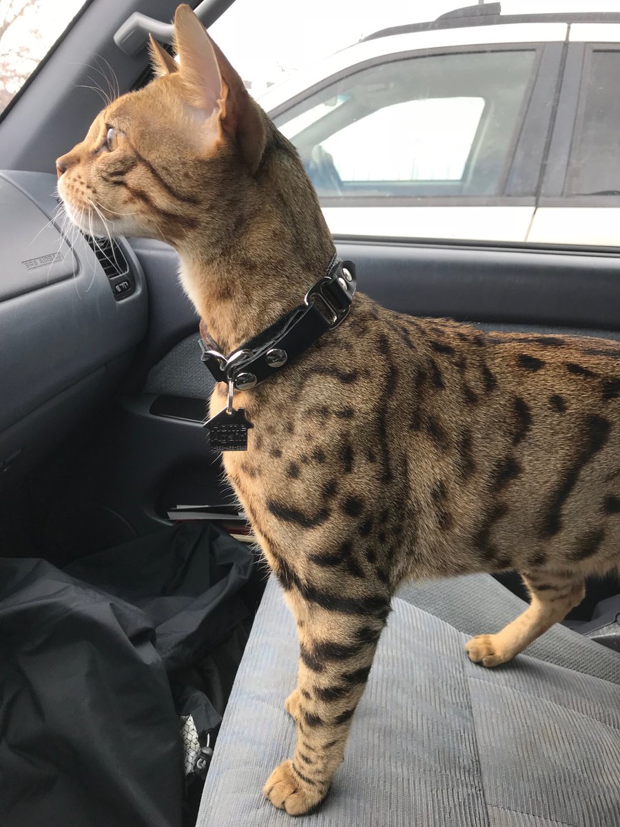 fieldomics's tweet image. Anyone else find themselves referring to their pet’s microchip as a PIT tag? I can never even remember the word microchip #biologistproblems