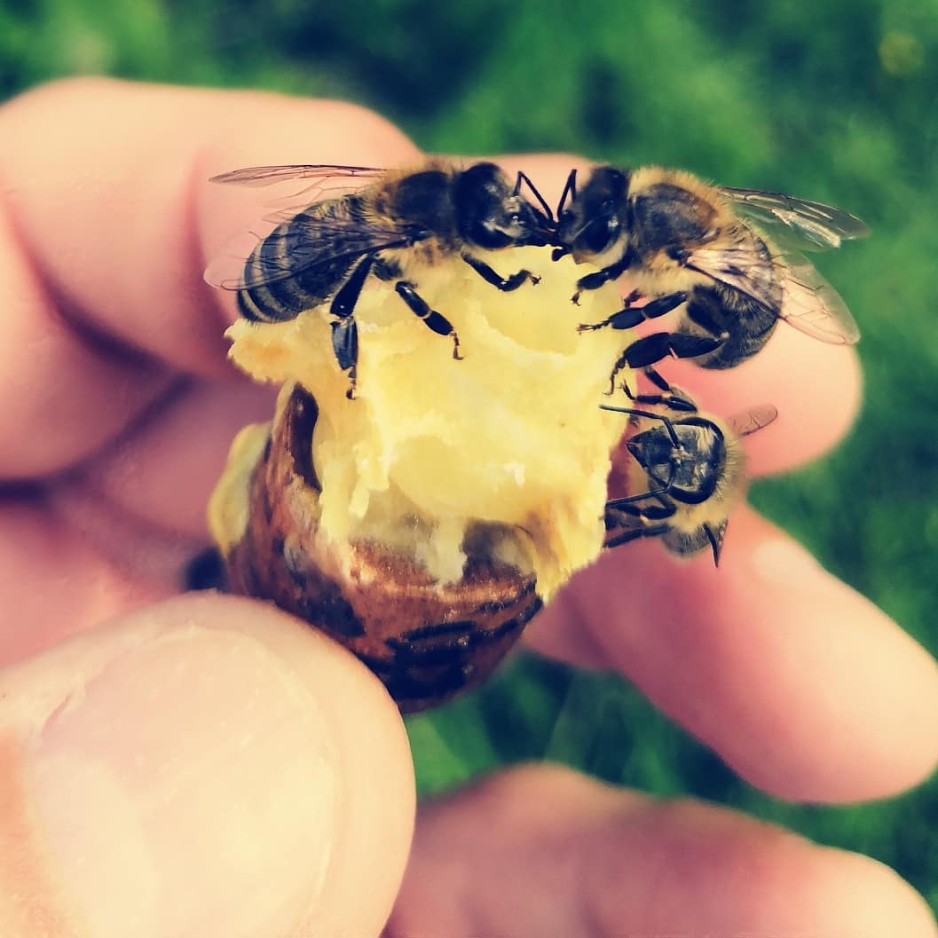 my_Bienen_de's tweet photo. #Weiselzelle #Königinnenzucht https://t.co/yklLuNG2FG