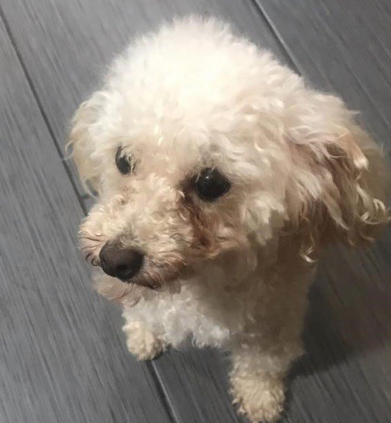 lost poodle near me
