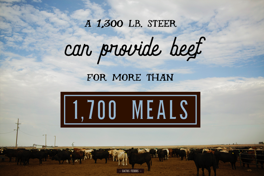 Producing 1 million cattle each year, we contribute to a large number of meals. This is a responsibility we don’t take lightly! Our people know healthy animals mean healthy beef. 
#CactusFeeders #CactusCulture #CattleTales
