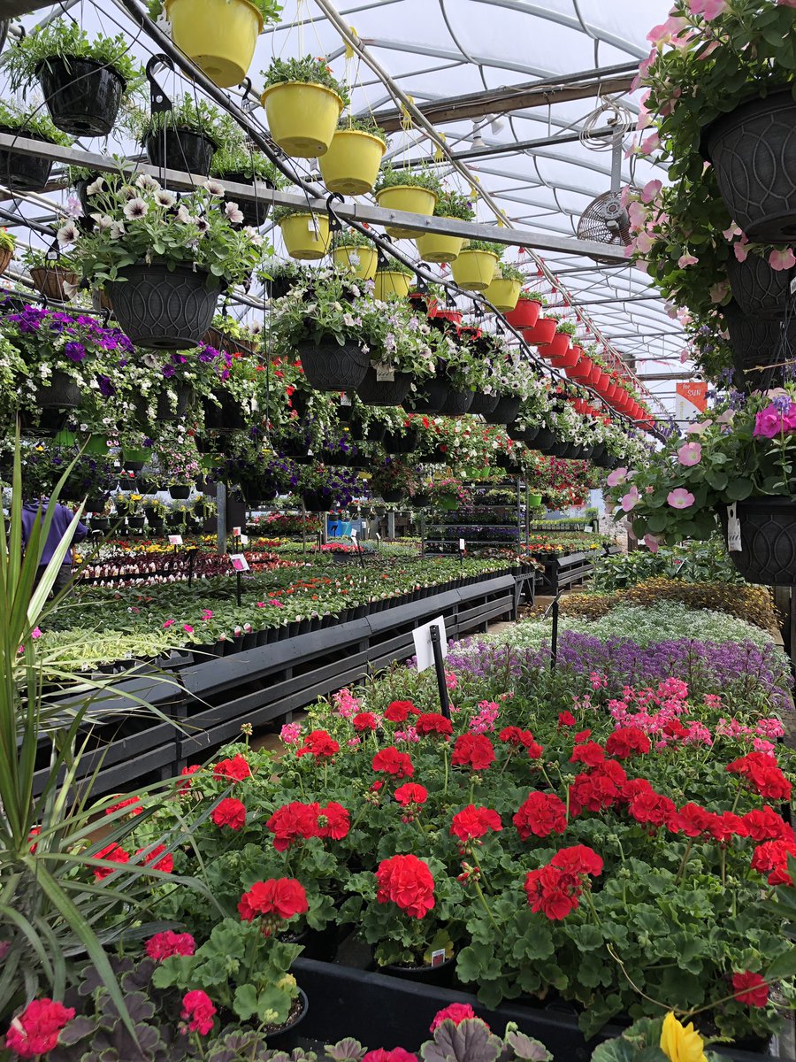 NikiJabbour's tweet photo. A few pics from our live @NEWS957 broadcast at @BloomGardenCtr  today! So much fun 🌸 #Halifax #gardening. https://t.co/oLQd2xwUka