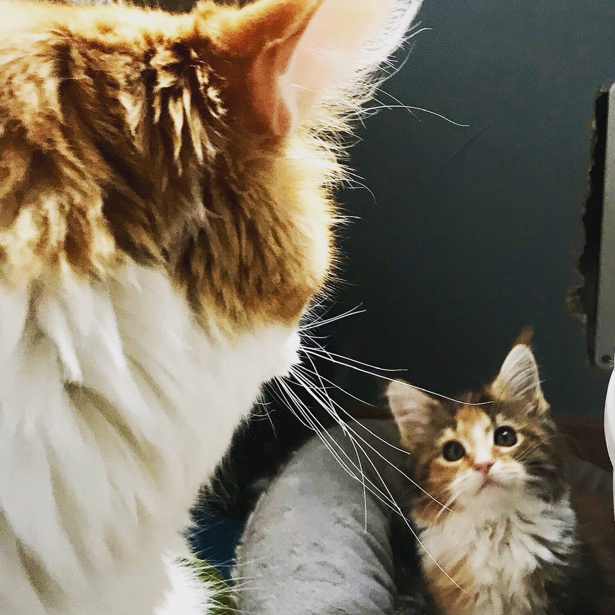 RedRoseCats's tweet photo. Can you help me caption this... I think she’s getting told off by momma cat 😂 https://t.co/5Q7rCM1jbb