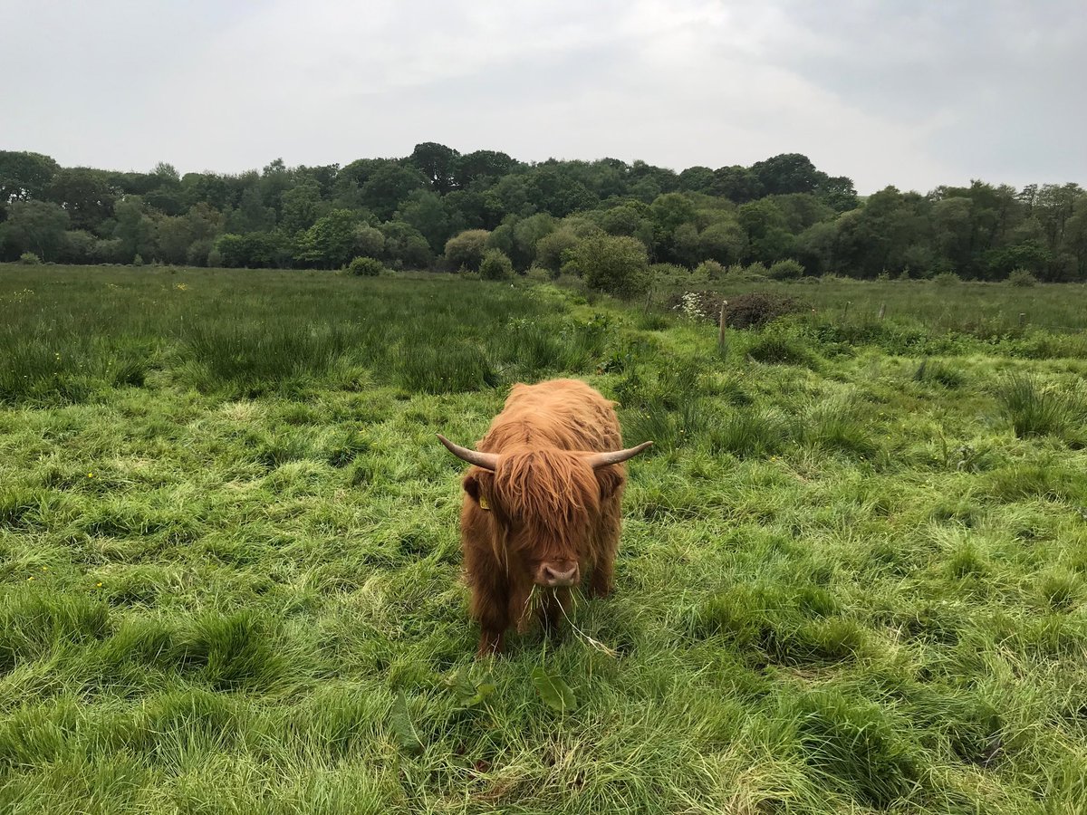 SiriusStar1963's tweet photo. Sunday wanderings. #AdgestoneVineyard #RiverYar #Highlandcows #BurntHouseLane #Alverstone #IOW #PureIslandHappiness 💕 https://t.co/o0eoq5nugF