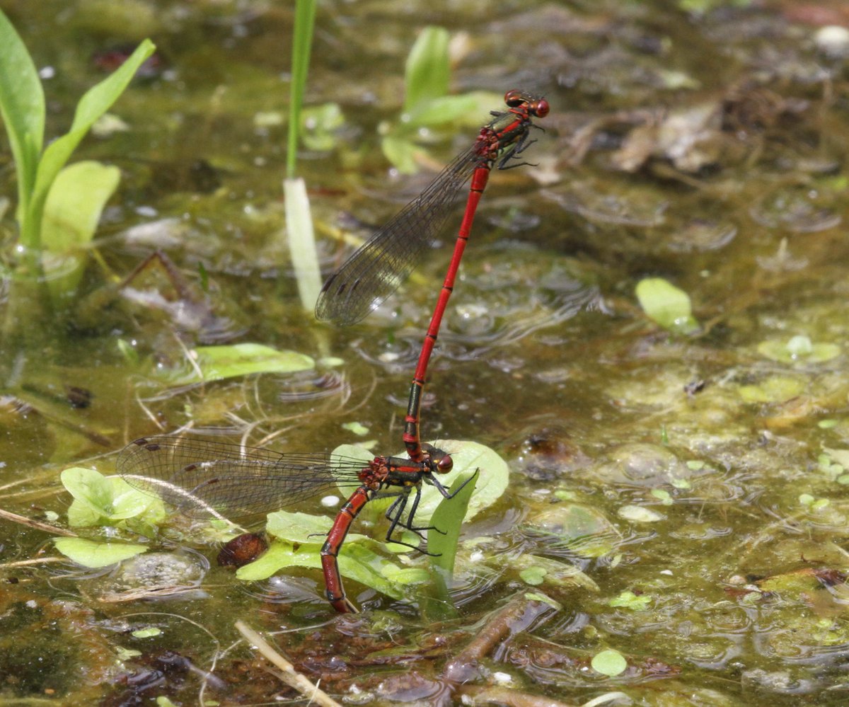 Basildon NatHisSoc tweet media
