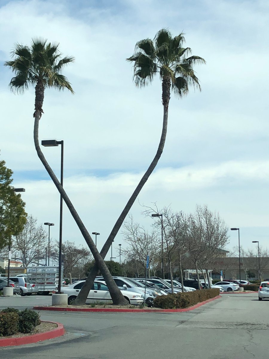 NutmegNutz's tweet photo. @NutmegSomething also while I was in California, I found these two palm trees crossed each other in an X formation, I dont know if it was just natural or not, but still pretty cool. https://t.co/2ARnIp3Y72