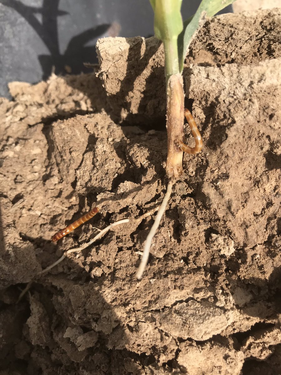 joecollard16's tweet photo. Heavy wire worm pressure in south western Pike County, IL being found in early planted corn. Crop rotated fields, no recent grass crop history or manure. Ideal cool, wet soils. #scout19 #anothersetback @PrairielandFS @GMK_Agronomy @DMorrowPRLFSDSM https://t.co/7cRVS606Gj