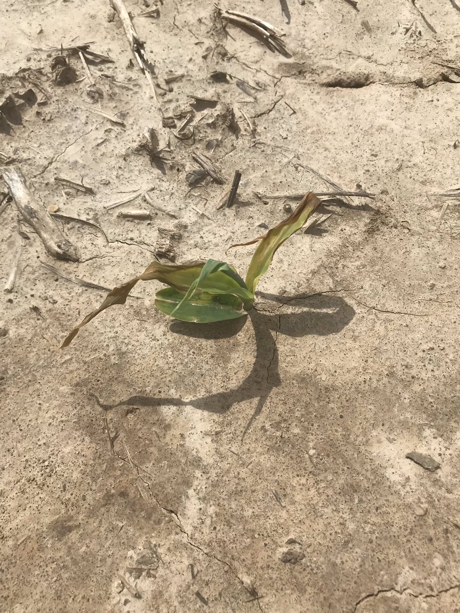 joecollard16's tweet photo. Heavy wire worm pressure in south western Pike County, IL being found in early planted corn. Crop rotated fields, no recent grass crop history or manure. Ideal cool, wet soils. #scout19 #anothersetback @PrairielandFS @GMK_Agronomy @DMorrowPRLFSDSM https://t.co/7cRVS606Gj