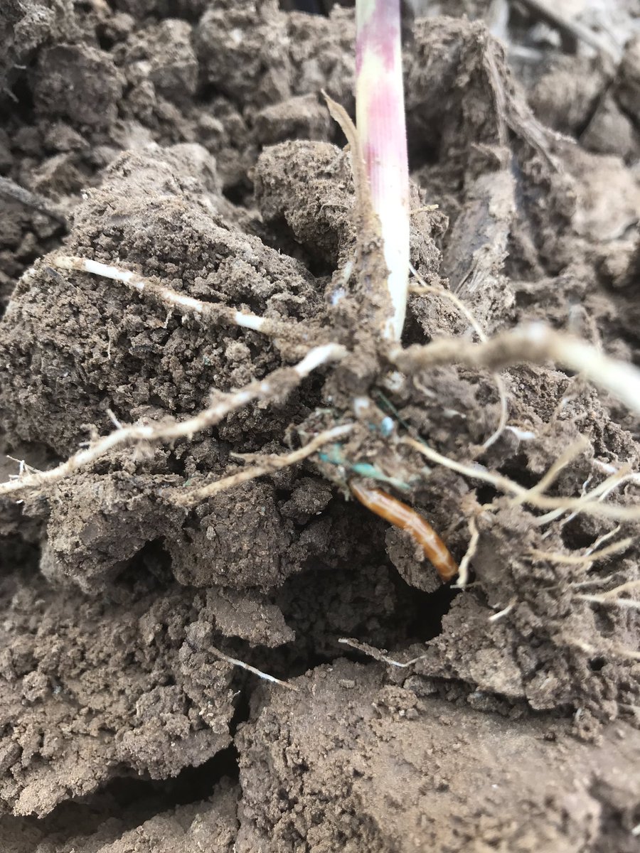 joecollard16's tweet photo. Heavy wire worm pressure in south western Pike County, IL being found in early planted corn. Crop rotated fields, no recent grass crop history or manure. Ideal cool, wet soils. #scout19 #anothersetback @PrairielandFS @GMK_Agronomy @DMorrowPRLFSDSM https://t.co/7cRVS606Gj