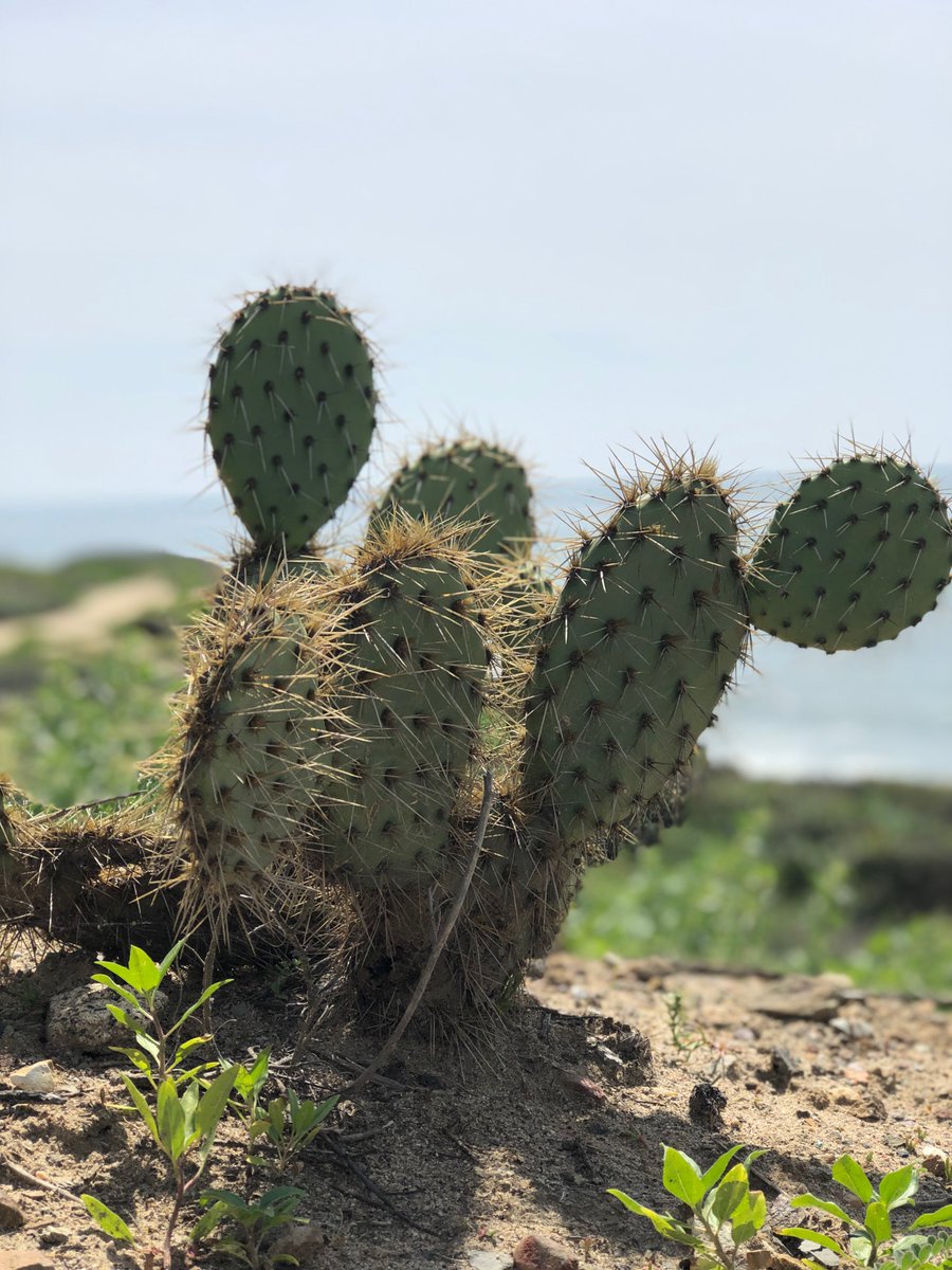 NutmegNutz's tweet photo. @NutmegSomething Also took this picture of a cactus at a Naval base, we do not see these in IL. so actually really cool to see one out here https://t.co/k1rsK31NVP