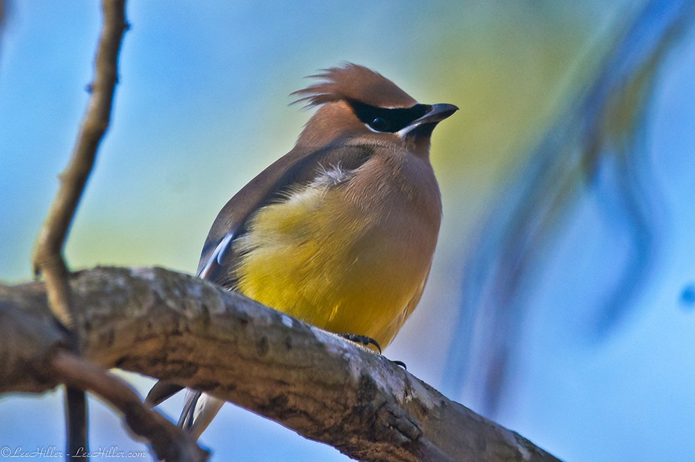 Save #publiclands 🌄🌿 4 #Birds #habitat #birders Dear Public Lands Committee please Stop <a href="/Interior/">US Department of the Interior</a> Sec. from authorizing drilling, mining &amp; fracking on Our #publiclands