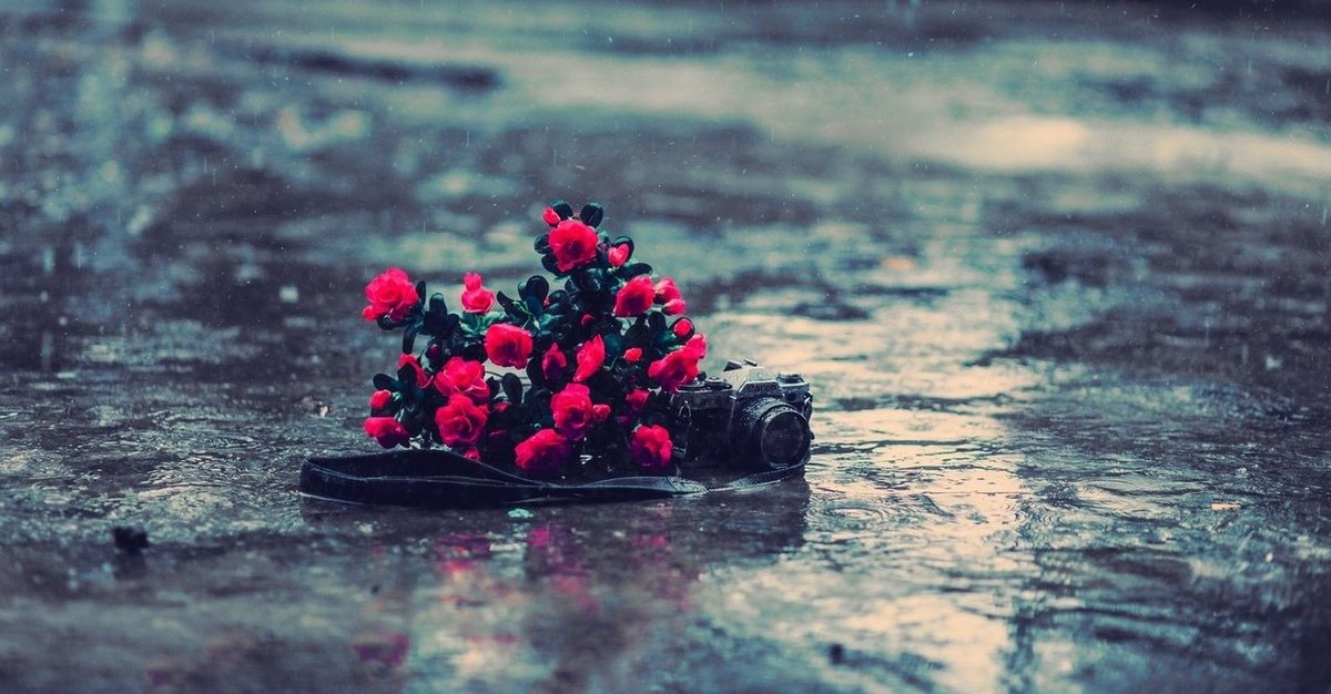 تموت فينا ورود الحُب إن لم تجد ماءً يرويها ذات احتياج.🥀🥀