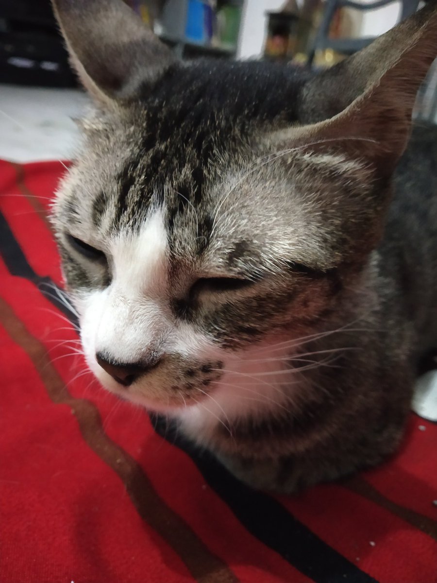 MeowAndMini1's tweet image. #sundays