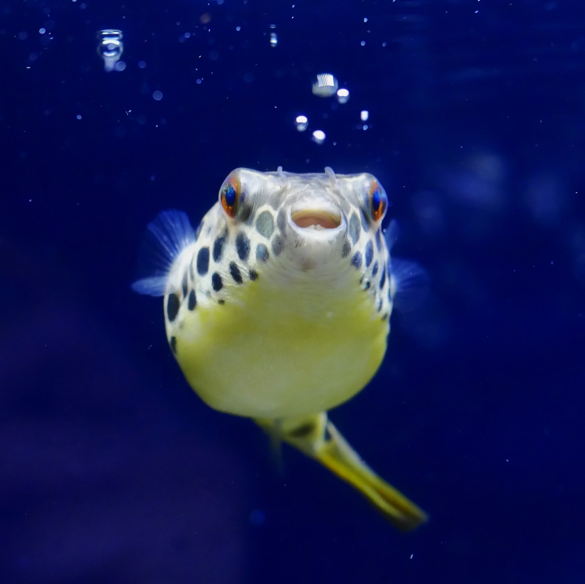 Kk うちのふぐがかわいすぎる テトラオドン テトラオドンショウテデニー 熱帯魚 T Co 0llctijfrm Twitter