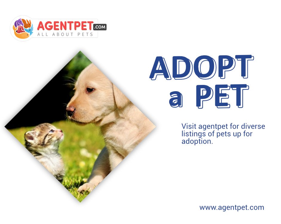 agentpetdotcom's tweet image. Want company to make yourself happy? Why don't You Adopt a Pet ? 
Go to Agentpet.com

#adoption #adopt #diverse #shop

#AgentPet #BuyandSell #PetAccessories #PetFood #PetRelocation #PetAdoption #FindPetShop #FindVetshop #PetLover #LahorePets #PakistanPets #PetShop