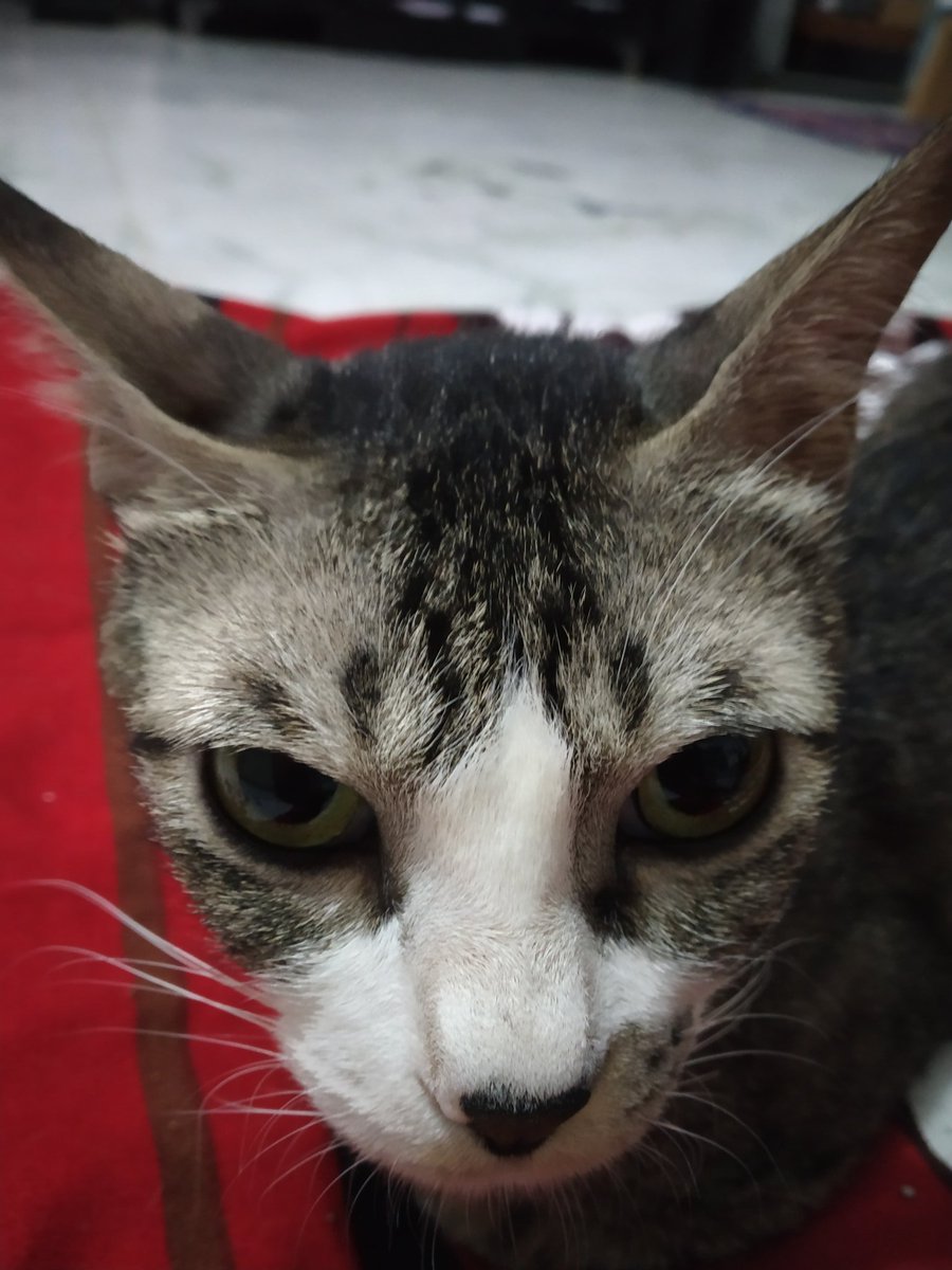 MeowAndMini1's tweet image. #why